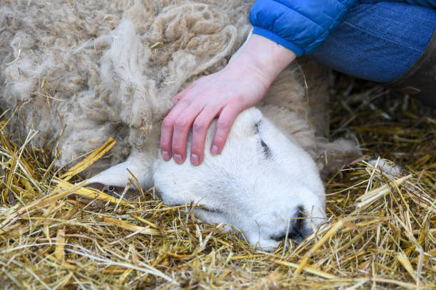 istock Ewe in the middle of giving birth 2183891104