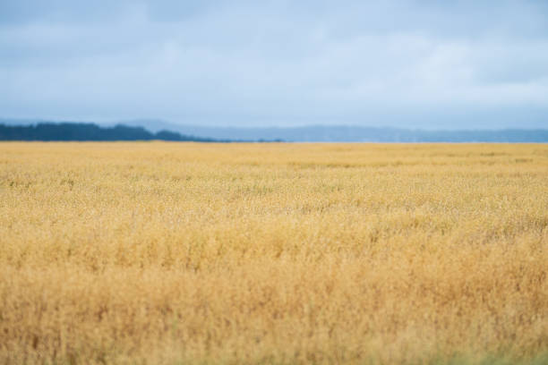 Endless golden wheat fields sway gently in the breeze under a bright blue sky. The lush stalks promise a bountiful harvest. This serene landscape epitomizes rural beauty and agricultural abundance.