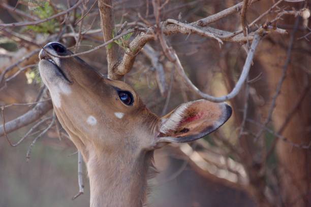 istock Female Nyala grazing from tree 2183891322