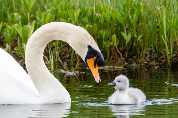 Mute swan (Cygnus olor) and its cygnet
