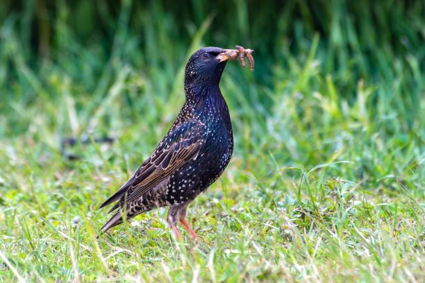 istock The feast of the starling (Sturnus vulgaris) 2183891632