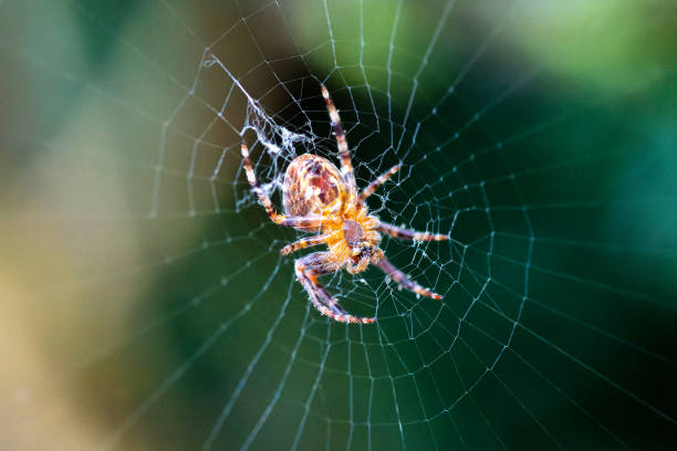 istock European garden spider (Araneus diadematus). 2183891707