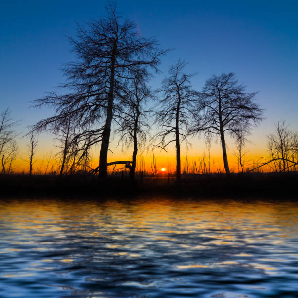 pine tree forest silhouette reflected in calm lake at the twilight
