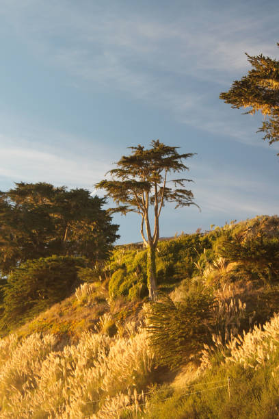 A serene coastal hillside bathed in golden sunlight, featuring windswept trees, lush greenery, and ornamental grasses. The scene captures the beauty of nature during a peaceful sunset.