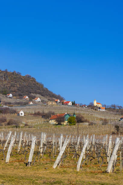istock vineyard in Somlo (Somlyo) hill, Veszprem county, Hungary 2183893748