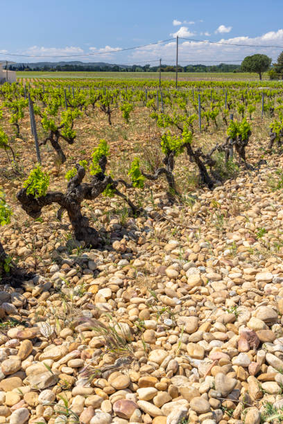 istock Typical vineyard with stones near Chateauneuf-du-Pape, Cotes du Rhone, France 2183894607