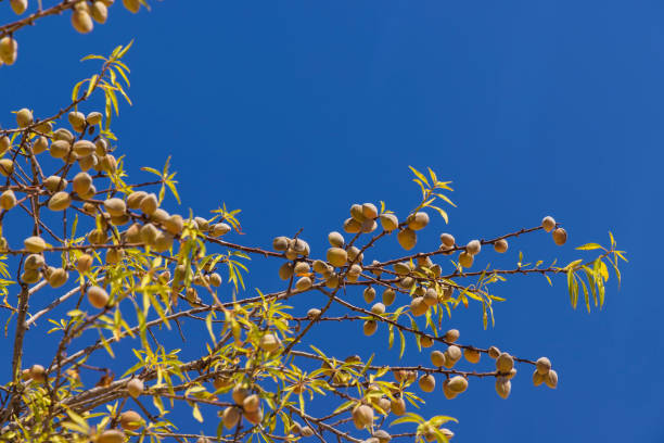 spring blossoming twigs on a bush in summer