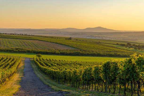 istock Vineyards under Palava,  Southern Moravia, Czech Republic 2183896733