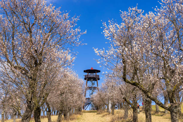 Almond tree orchard in Hustopece, South Moravia, Czech Republic