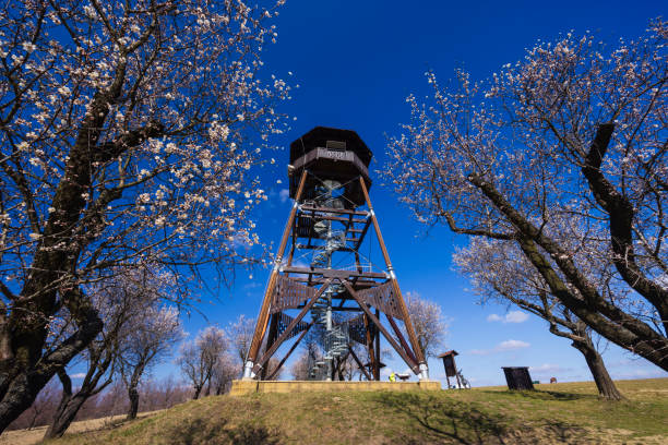 Almond tree orchard in Hustopece, South Moravia, Czech Republic