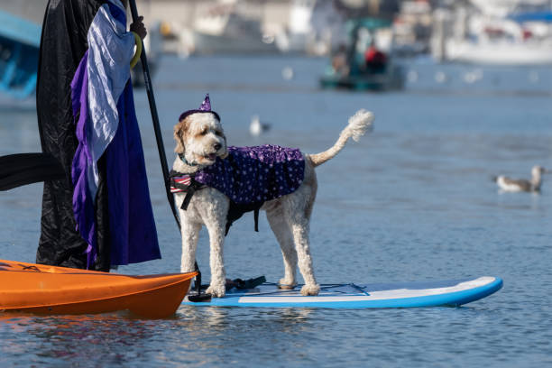 Ventura Witches Paddle 2024 in the harbor.