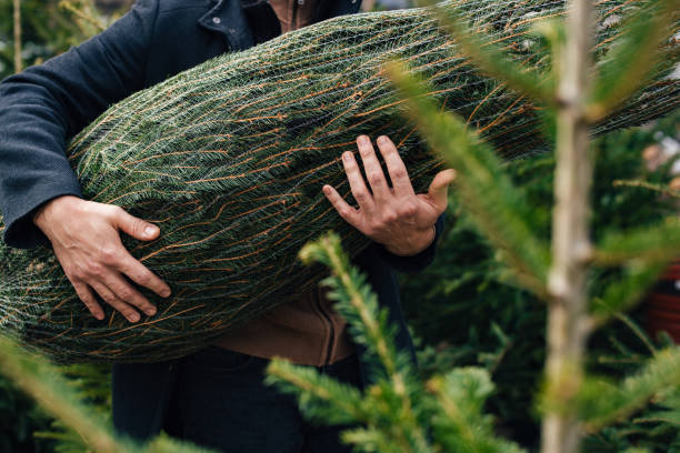 Man Carrying Christmas Tree Among Festive Greenery Outdoors