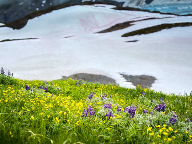 Wild flowers in the mountain