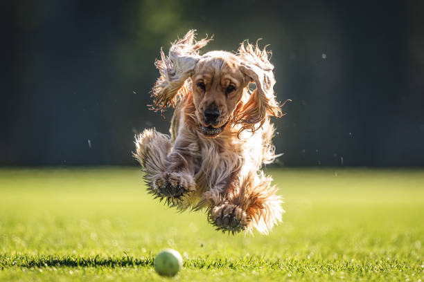 istock Joyful English Spaniel runs, jumps on a green lawn. 2183899922