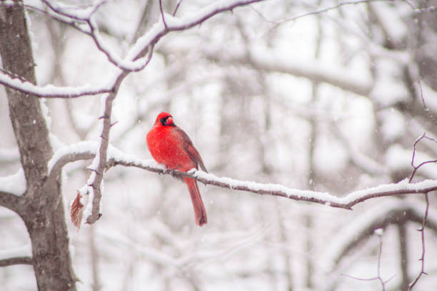 istock Animals in the snow 2183901685