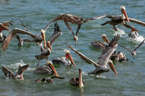 Flock of brown pelican (Pelecanus occidentalis) and other shore birds foraging on school of anchovies near coastal cliffs.Taken in Santa Cruz, CA, USA