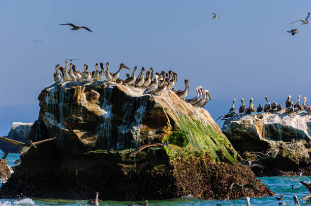 Flock of brown pelican (Pelecanus occidentalis) resting on coastal rocky shore. Taken in Santa Cruz, California, USA