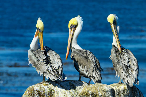 Brown pelicans (Pelecanus occidentalis) resting on coastal rocky shore, overlooking the Monterey Bay, where an abundant number of fish are present.Taken at Lovers Point, Pacific Grove, California, USA