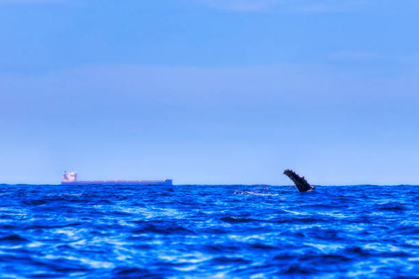 istock Animal Whales Fin Cargo Ship 2183902479
