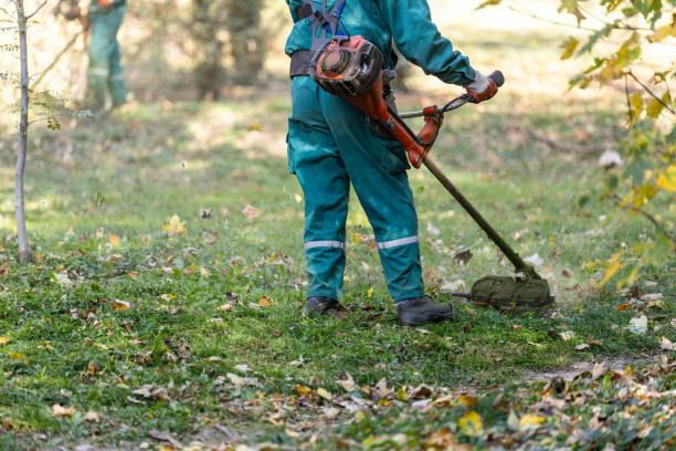 istock A worker using a trimmer to maintain a green lawn in a park during a sunny afternoon 2183903421