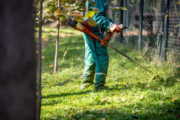 istock Gardener using a string trimmer to maintain a lush green lawn in a park on a sunny day 2183903568