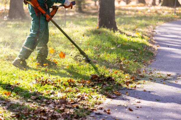 istock A worker trims grass along a walking path in a park during a sunny autumn afternoon, surrounded by fallen leaves and trees 2183903575