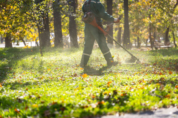 istock A worker using a string trimmer to maintain a lush green park during autumn sunlight in a vibrant outdoor setting 2183903596