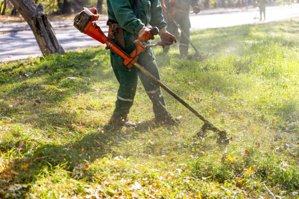istock Landscapers trimming grass with a string trimmer in a sunny park during autumn mornings 2183903624