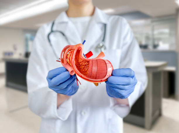istock Doctor holding a human stomach 2183904682