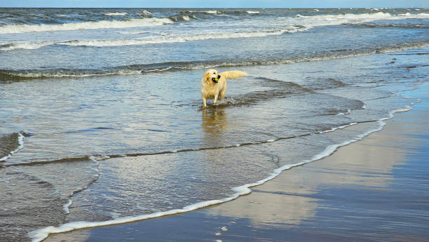 A beautiful dog runs along the seashore. The shore of the North Sea. Noordwijk aan Zee on a sunny day.