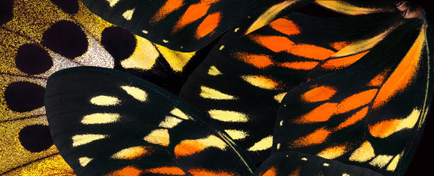 istock abstract ornament from tropical butterfly wings. 2183905303