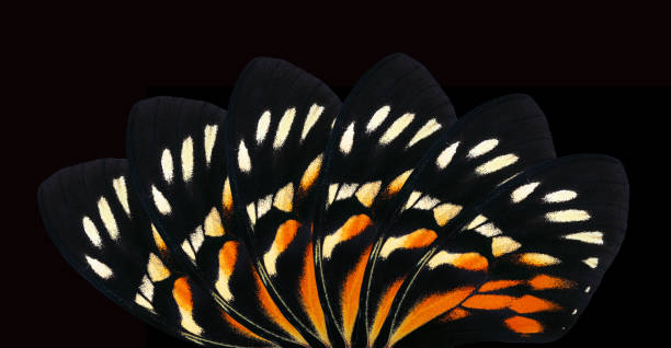 Abstract ornament from tropical butterfly wings. Butterfly wings pattern
