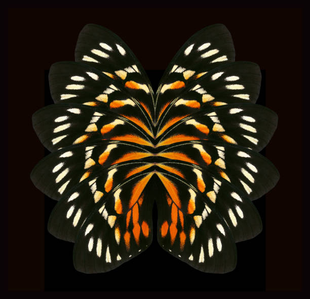 Abstract ornament from tropical butterfly wings. Butterfly wings pattern