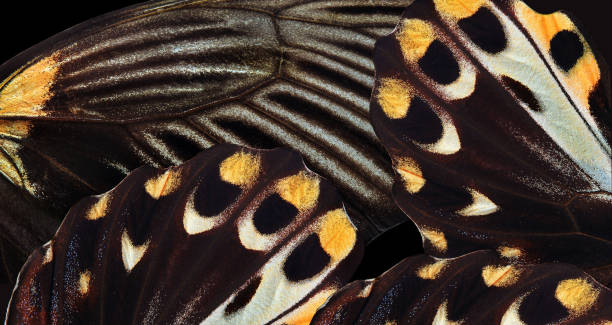 istock abstract ornament from tropical butterfly wings. 2183905360