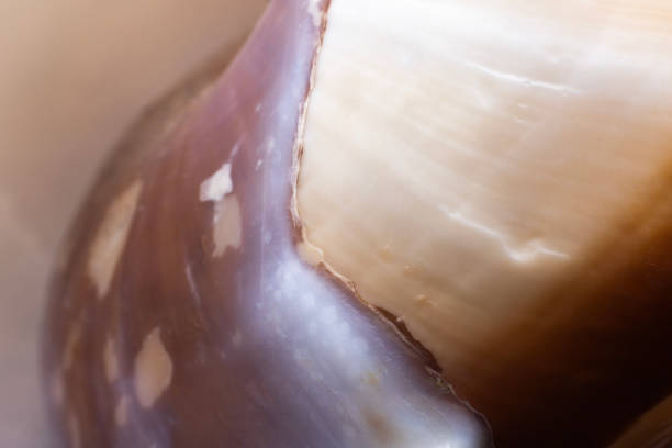 Closeup of a conch shell from the Caribbean from the 1970s used as a decoration.