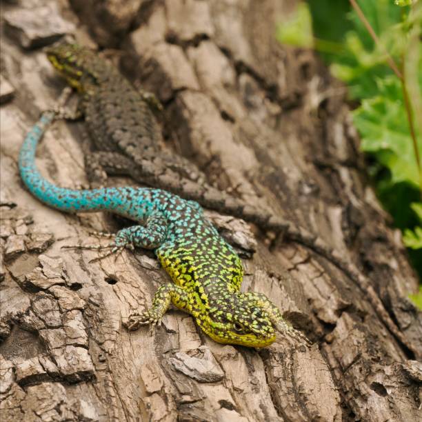 istock An adult Slender Tree Lizard on a large tree trunk in rural Chile 2183905633