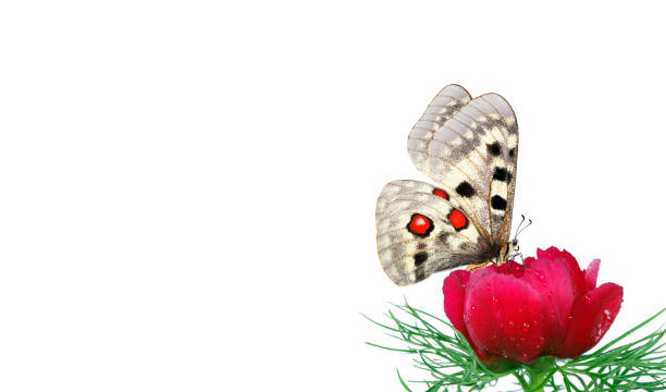 The Beautiful Butterflies in Okinawa, Japan