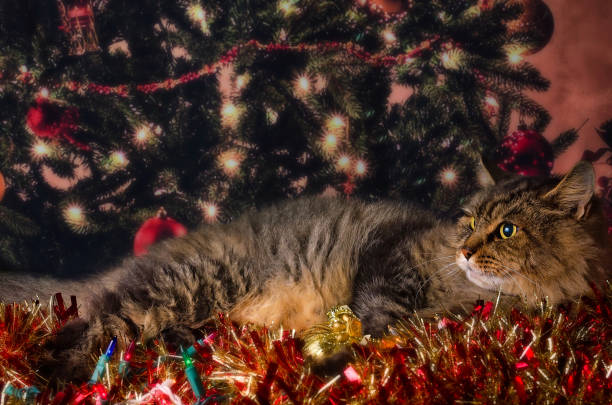 Pretty Boy, a long-haired Maine Coon mix, poses for a Christmas portrait, January 17, 2017, in Coden, Alabama.
