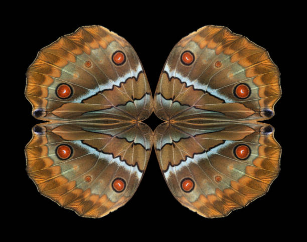 istock abstract ornament from morpho butterfly wings. 2183906942