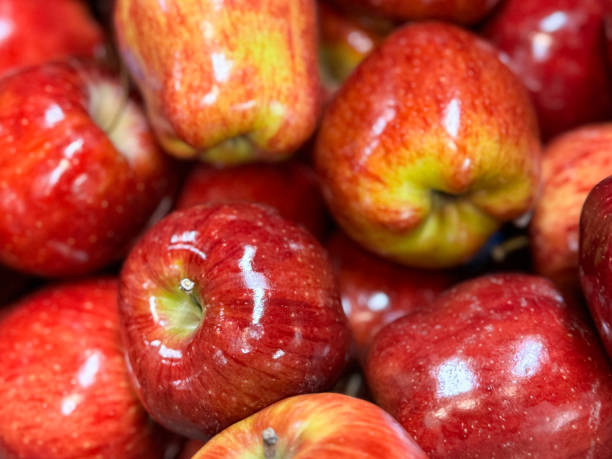 Full frame image of farm shop produce display, pile of waxed, bright red and yellow Braeburn apples (Malus domestica 'Braeburn') with stalks, glossy skinned pieces of fruit, elevated view stock photo