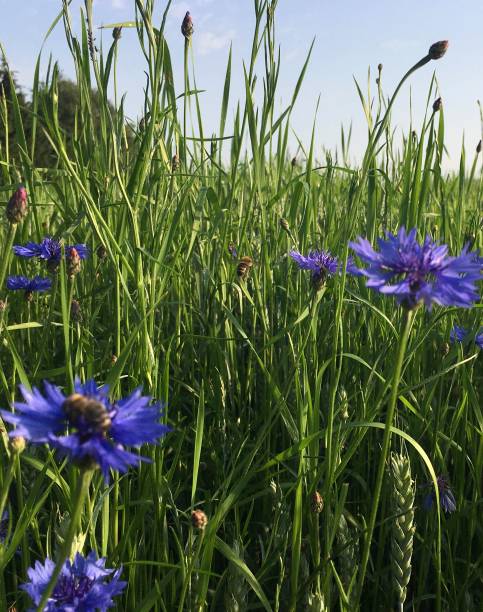 istock Bee’s work in the beautiful cornflower field 2183909844
