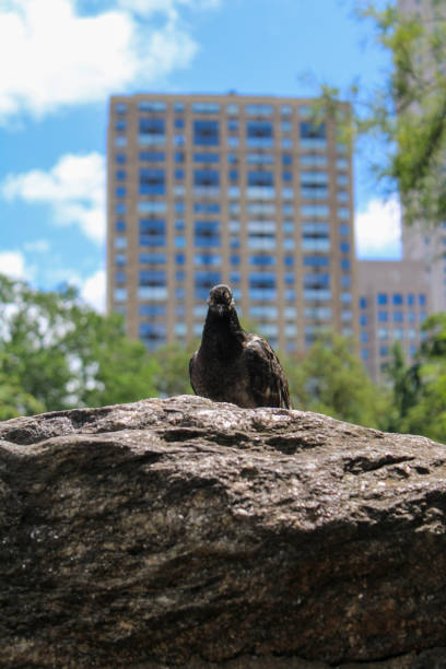 Bird facing the camera in Central Park