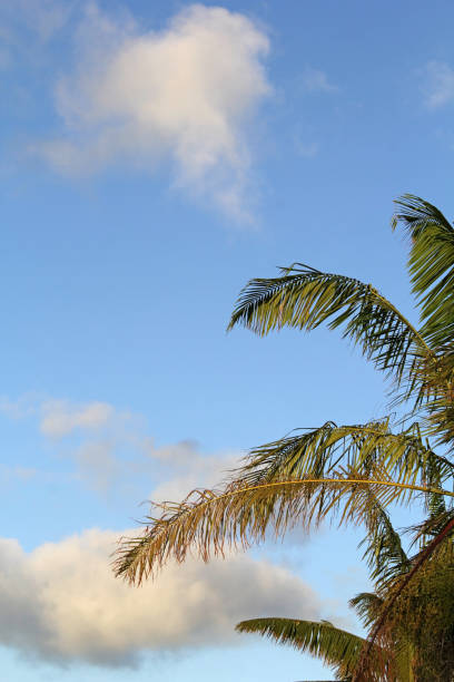 Palm tree fronds against a blue sky with wispy white clouds abstract background