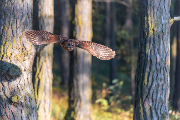 istock Tawny Owl (Strix aluco) in Flight Through a Forest 2183914754