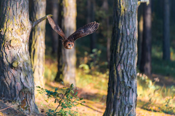 istock Tawny Owl (Strix aluco) in Flight Through a Forest 2183914838