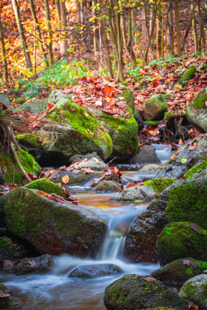 istock Stream in autumn forest with blurred water and moss-covered rocks from a low angle view 2183914927