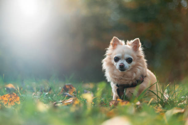 istock Chihuahua Sitting in Sunlit Grass with Backlighting and Glare 2183915198
