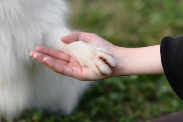 white Japanese Pomeranian Spitz giving paw to owner on walk in park, close-up view, dogwalking concept