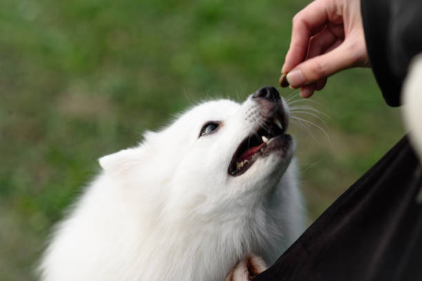 istock white dog looks up at owner 2183915545