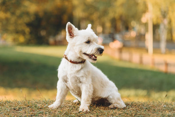 istock dog walks in park 2183915562